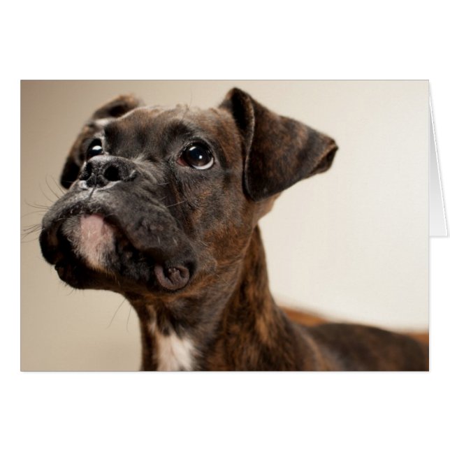 Un chiot de Brindle Boxer qui regarde curieusement (Devant horizontal)