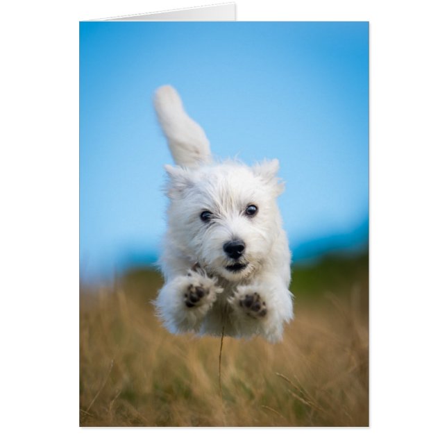 Un Chiot De Terrier De L'Ouest Mignonne Courant (Devant)