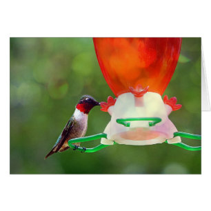 Un colibri à gorge rubis