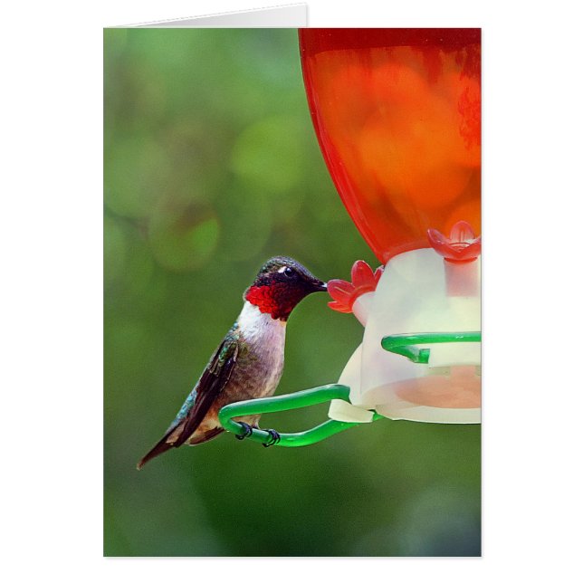 Un colibri à gorge rubis (Devant)