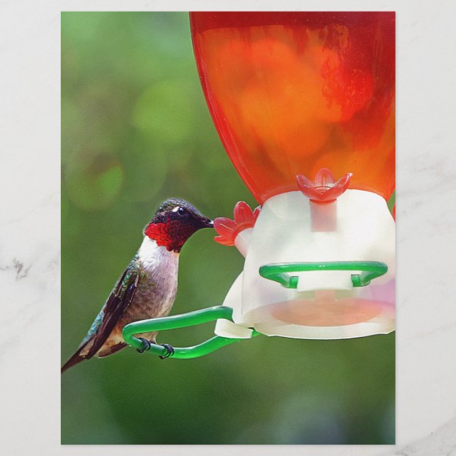 Un colibri à gorge rubis (Devant)