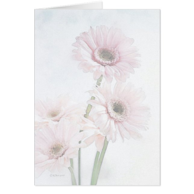 Un contact des marguerites roses de Gerber (Devant)