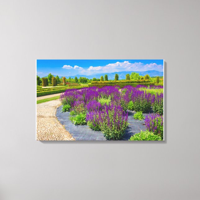 un corridor de fleurs de sauge violette sur toile  (Recto)