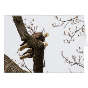 Un couple d'aigle heureux