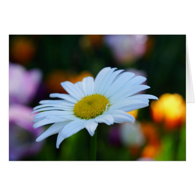 Un Daisy par Jour ! (Devant horizontal)