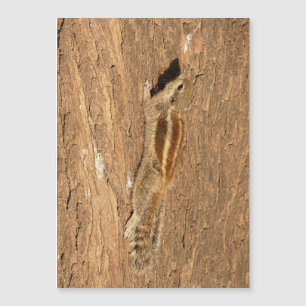 Un écureuil de palme indien sur un tronc d'arbre