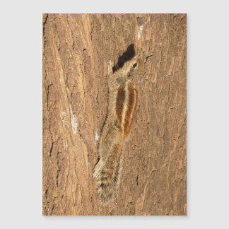 Un écureuil de palme indien sur un tronc d'arbre