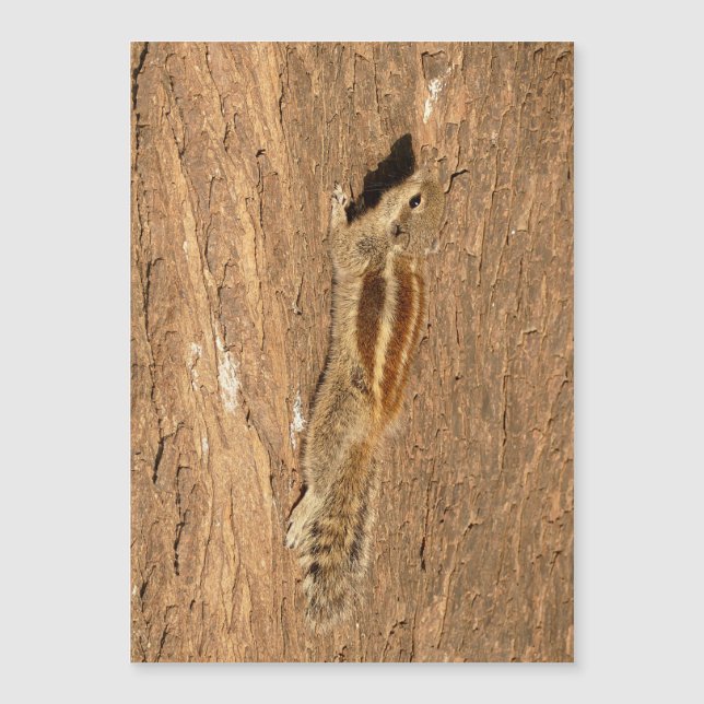 Un écureuil de palme indien sur un tronc d'arbre (Devant)