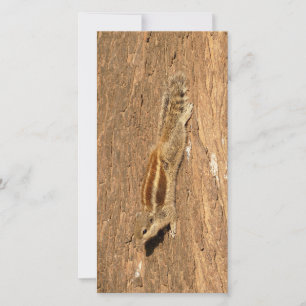 Un écureuil de palme indien sur un tronc d'arbre