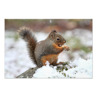 Un écureuil mignon dans la neige Photo