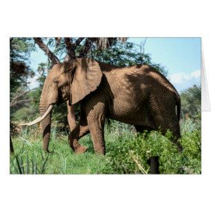 Un éléphant africain au Safari