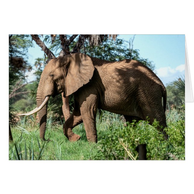 Un éléphant africain au Safari (Devant horizontal)