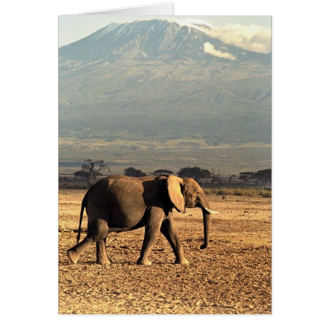Un éléphant devant le Kilimandjaro (Devant)
