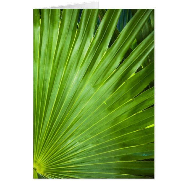 Un fan de vert (Devant)