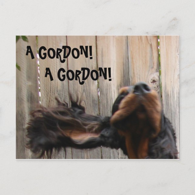 UN GORDON ! A GORDON!, Gordon Setter Carte Postale (Devant)