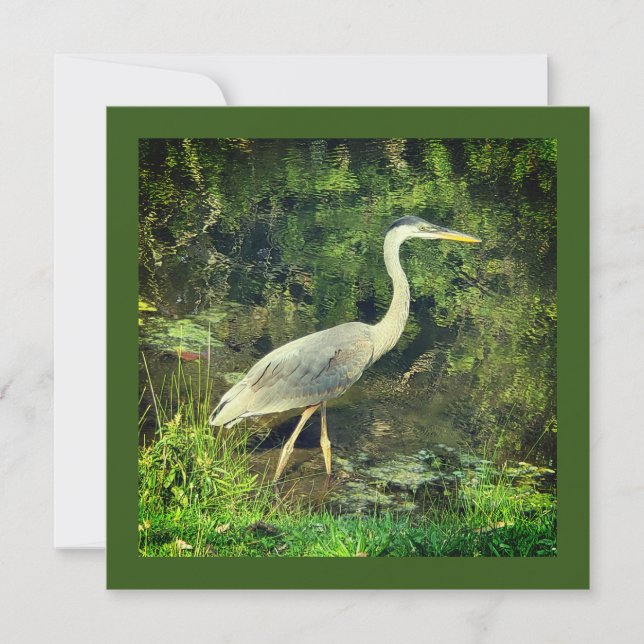 Un héron bleu (Devant)