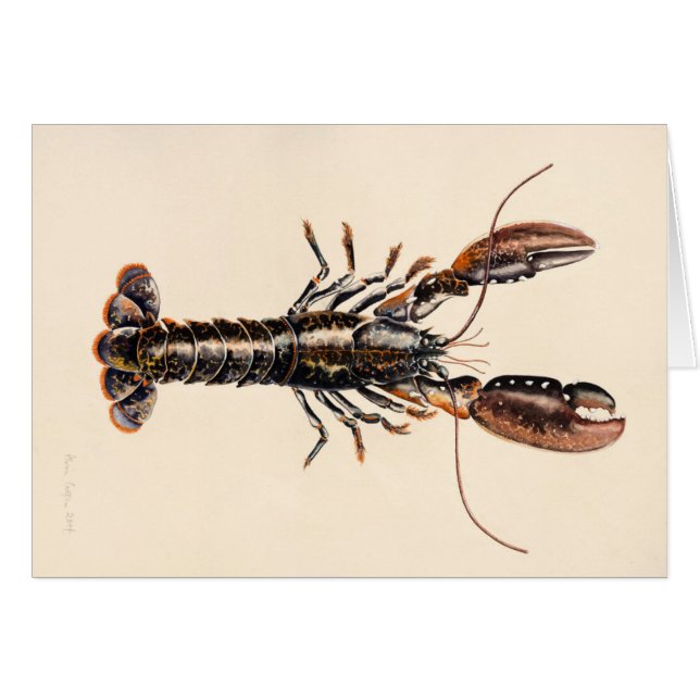 Un homard de Solva (Devant horizontal)