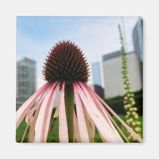 Un indice de Z "rose et blanc" aimant