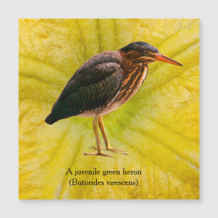 Un jeune Héron vert (Butorides virescens)