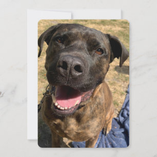 Un joyeux carte de remerciements de Bull Mastiff