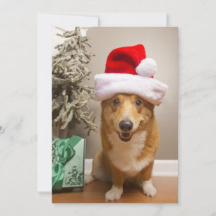 Un joyeux chien de Corgi gallois Pembroke rouge et