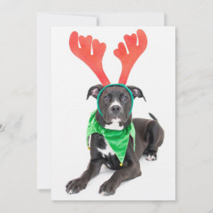 Un labrador noir et blanc Retriever/Pit Bull