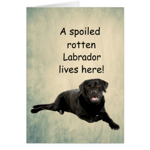 Un Labrador Tourbé Mal Vit Ici