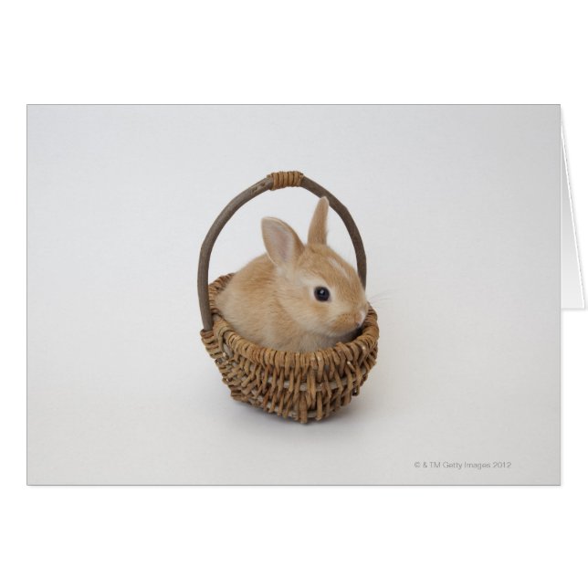 Un lapin est dans un panier.Nain du Pays-Bas. (Devant horizontal)