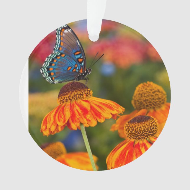 Un machaon de Spicebush, troilus de Papilio (devant)