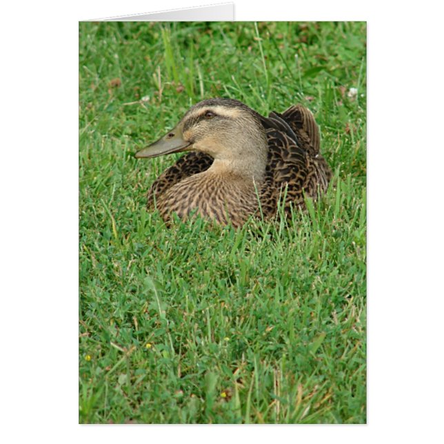 Un Mallard Hen Toutes les occasions Carte de voeux (Devant)