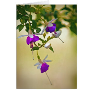 Un Manque D'Attention À Fuchsia