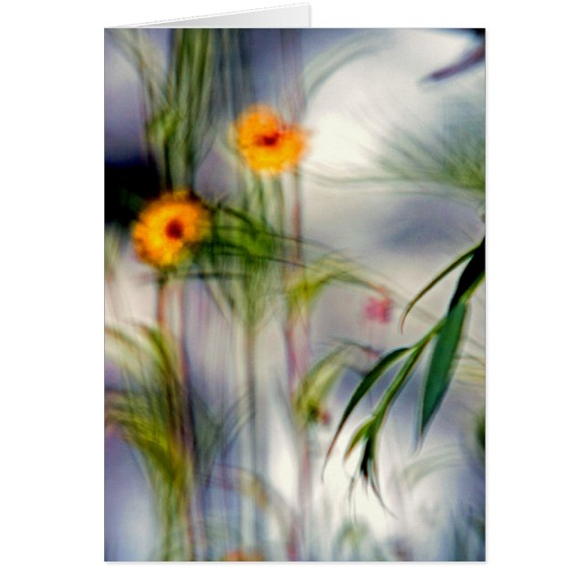 Un manque de focalisation sur les fleurs (Devant)