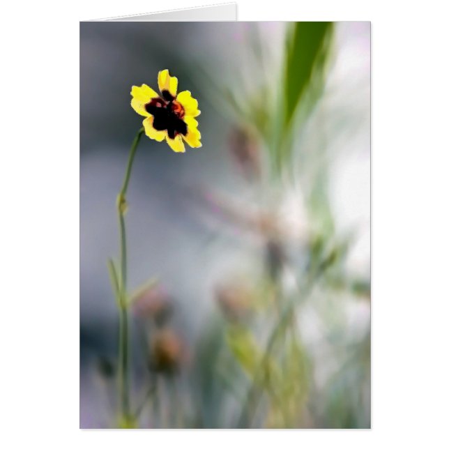 Un manque de focalisation sur une seule floraison (Devant)