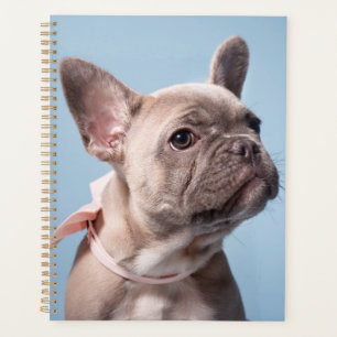 Un mignon Bulldog français