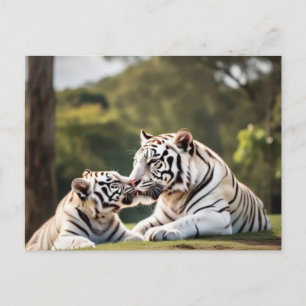 Un moment de calme – Carte postale de tigres blanc