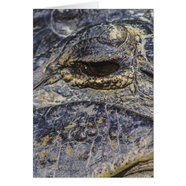 Un oeil de Gator (Devant)