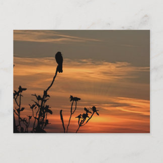 un oiseau dans l'arbre au coucher du soleil carte