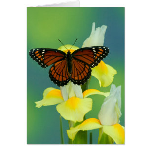 Un papillon amiral sur un iris japonais jaune