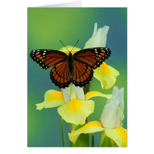 Un papillon amiral sur un iris japonais jaune (Devant)