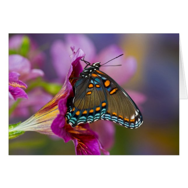 Un papillon machaon (Devant horizontal)