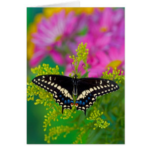 Un papillon Machaon se pose