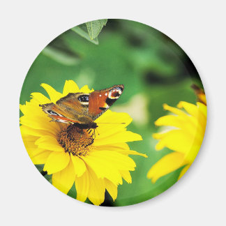 Un papillon paon - Aimant