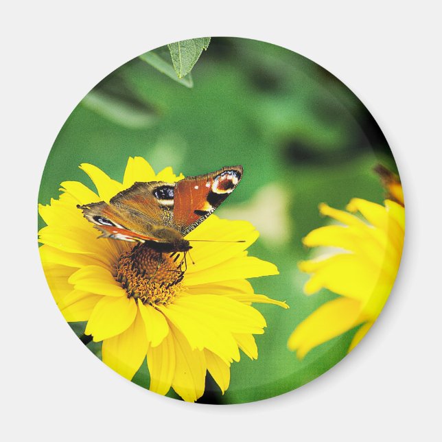 Un papillon paon - Aimant (Devant)