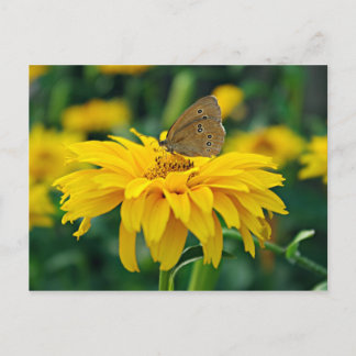 Un papillon sur une carte postale de fleurs jaunes