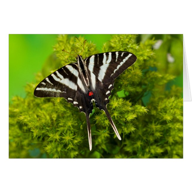 Un papillon swallowtail nord-américain (Devant horizontal)
