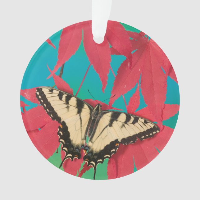 Un papillon swallowtail tigre canadien (devant)