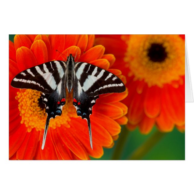 Un papillon Zebra Swallowtail (Devant horizontal)