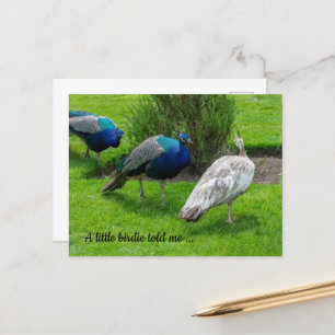 "Un petit oiseau m'a dit ..." Carte postale de pao