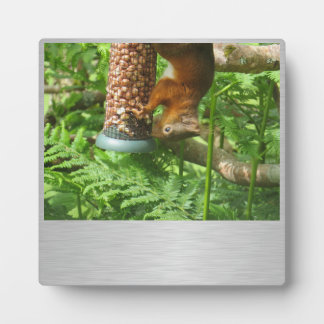 Un Peu De Noix, Plaque D'Écureuil.