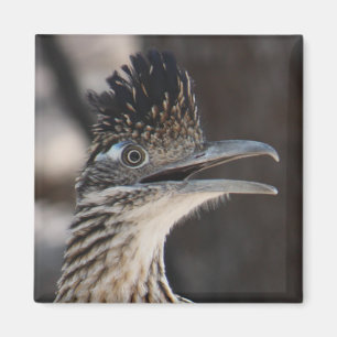 Un plus grand aimant de Roadrunner